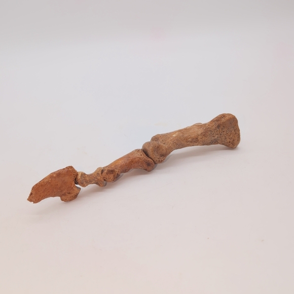 Real Fossilized Extinct Cave Bear Claw And Finger Bones Ursus spelaeus - Picture 2 of 9